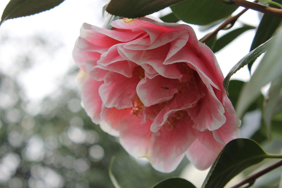 Cannero Riviera - Mostra della Camelia di Cannero Riviera