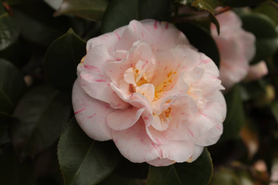 Cannero Riviera - Mostra della Camelia di Cannero Riviera